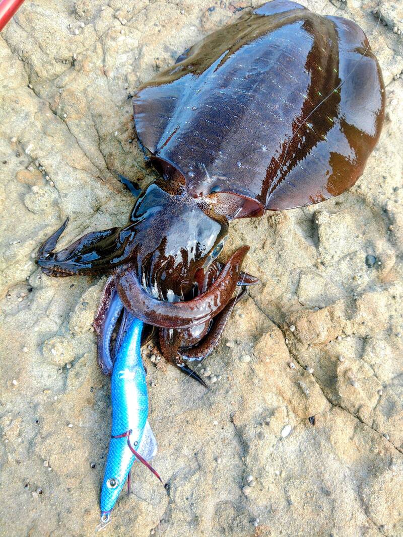 EgiSharp size 3.8 钓获的不错成体