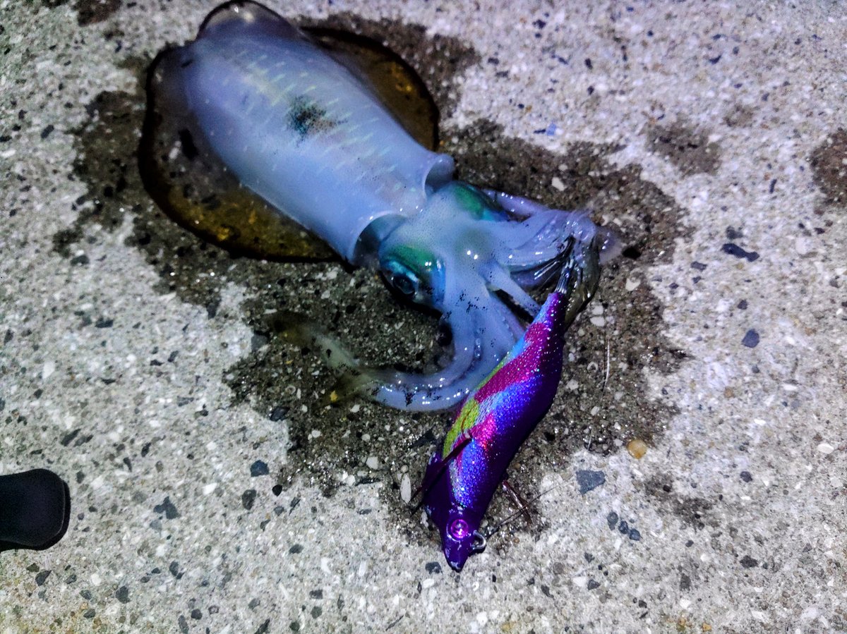 Captura seguida na Ruru Purple 1