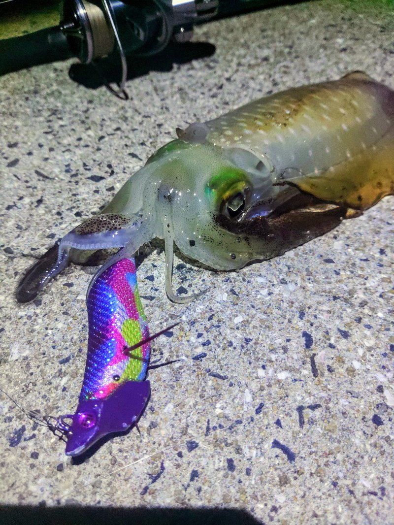 Captura seguida na Ruru Purple 2