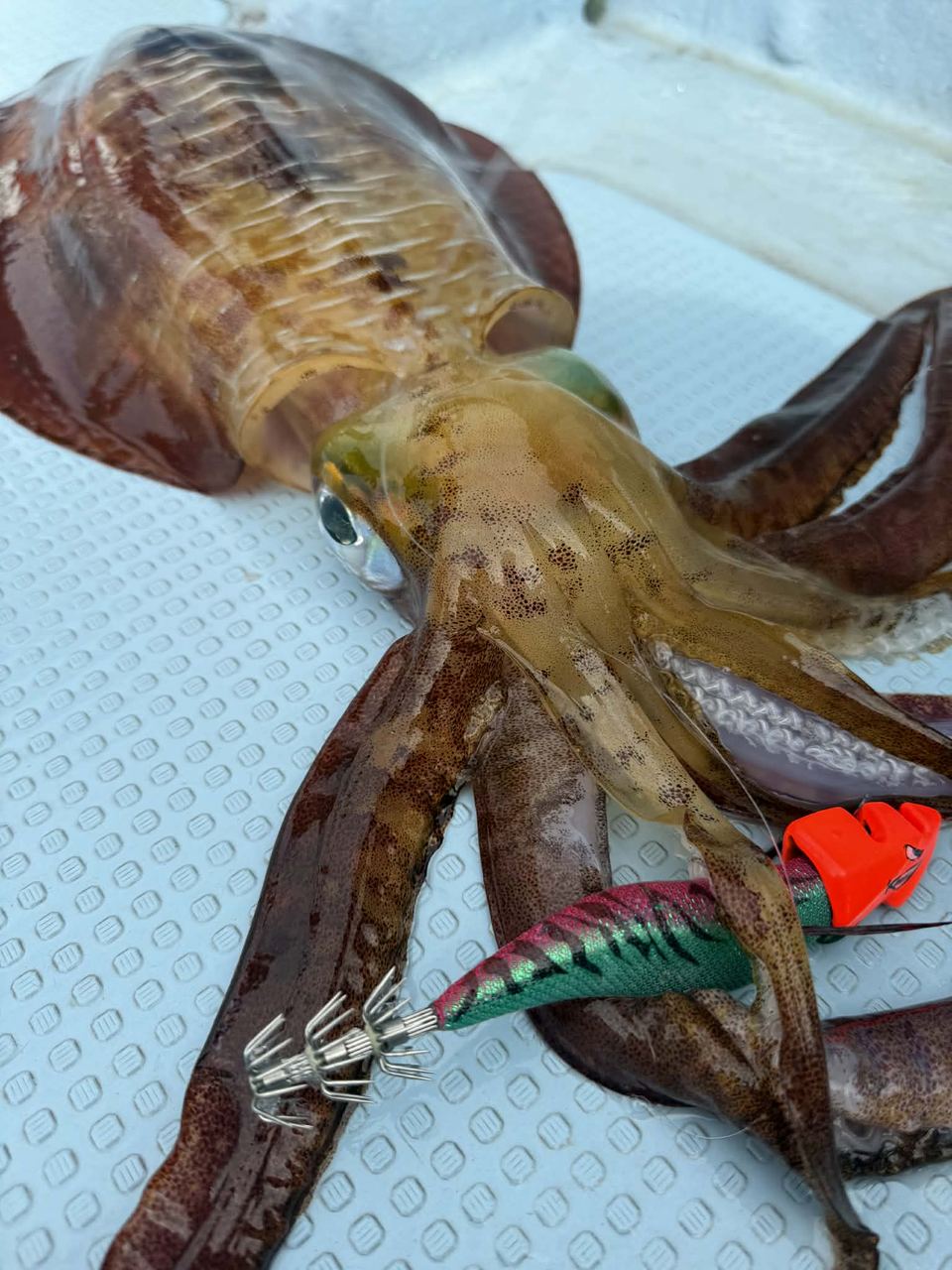 A quality squid landed in deep tip-run off Naha — the triple-crown hook arrangement set solidly