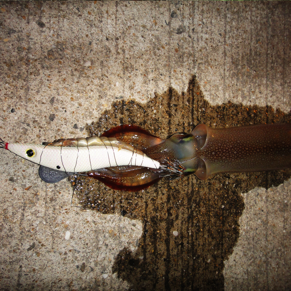 Full Glow White catch
