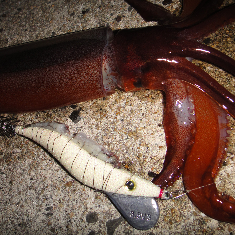 Full Glow White catch