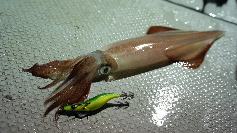 夜焚きイカ釣り実釣