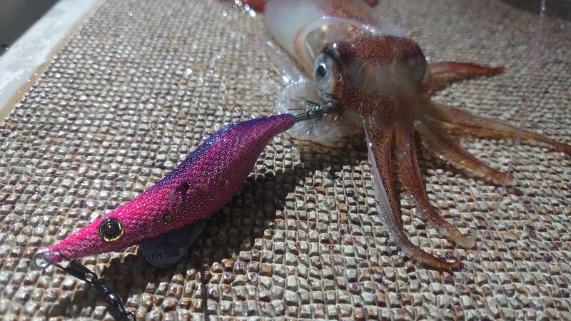 イカメタル釣果