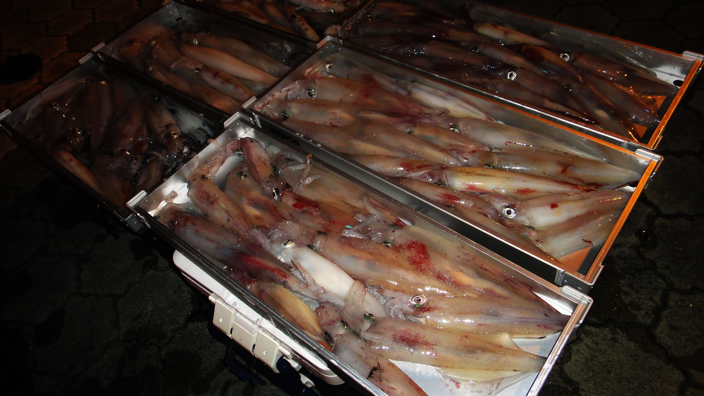 夜焚きイカ釣りで釣り上げたケンサキイカを、キーストンのアルミトロ箱に並べたところ